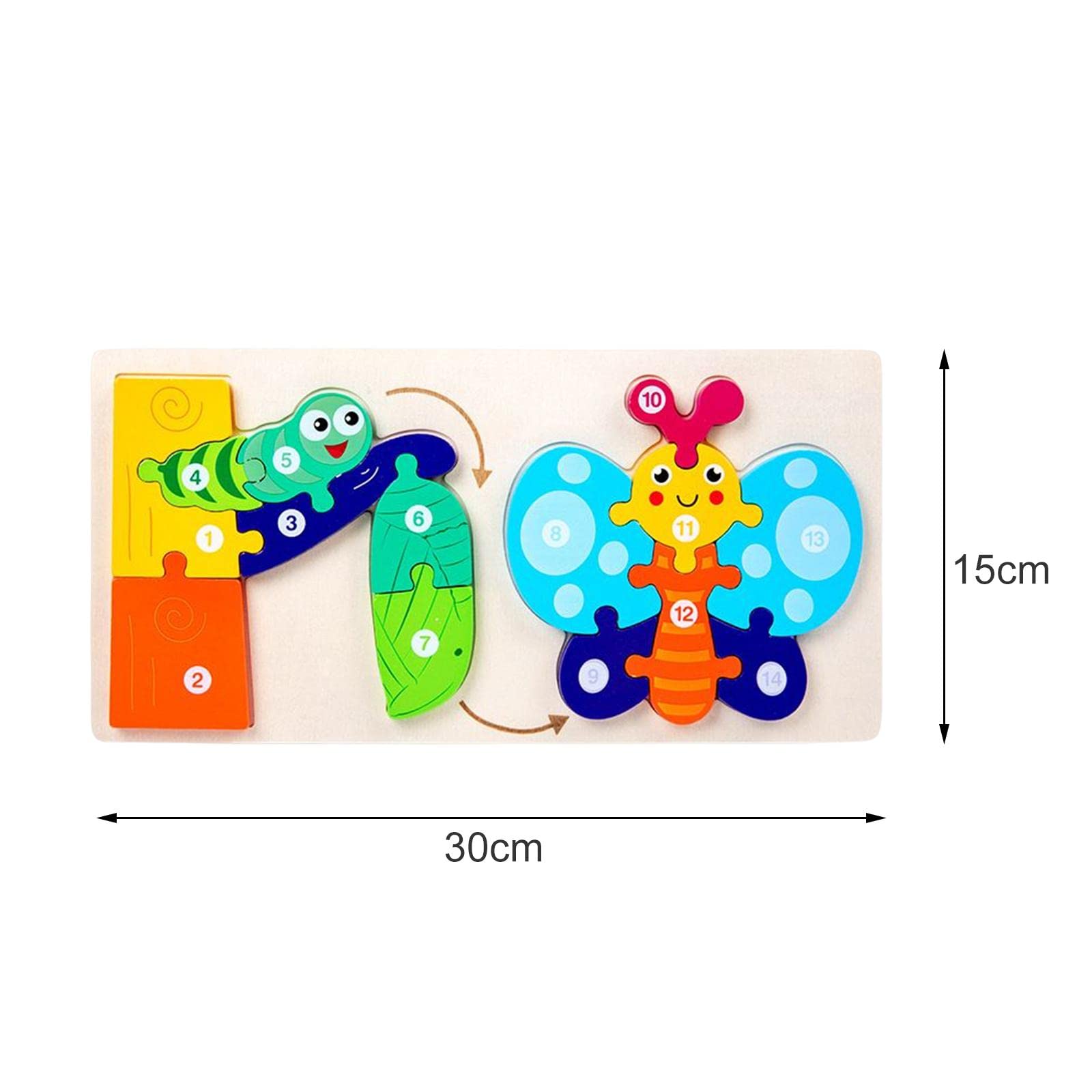 Life cycle Puzzle